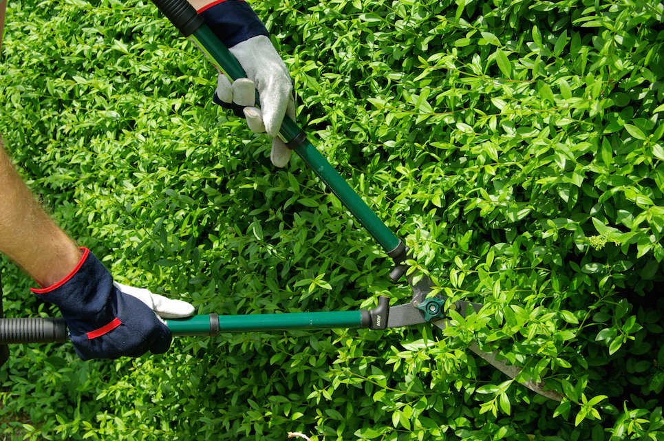 Garden_prune